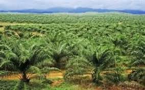 DPR dan KLHK Segel Lahan Sawit Ilegal di Riau